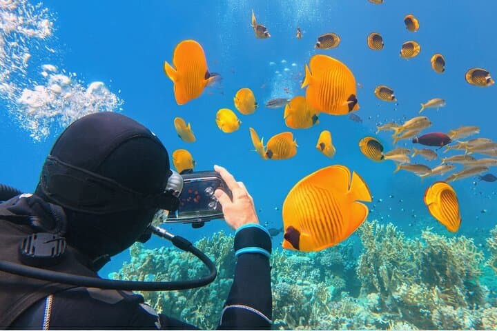 Ras Mohammed & White Island Boat Trip: Snorkel, Dive and Swim the Sinai Reefs