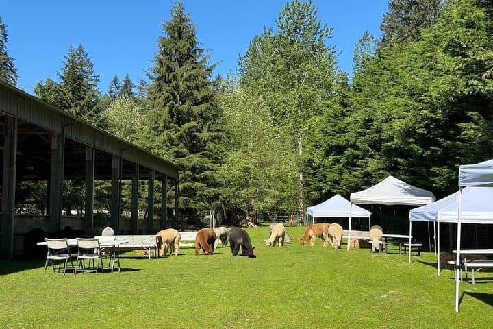 Seattle Alpaca Picnic: Immersive Farm Encounter Near Seattle