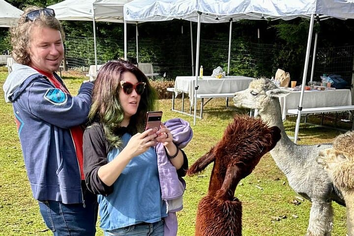 Seattle Alpaca Picnic: Immersive Farm Encounter Near Seattle photo 2
