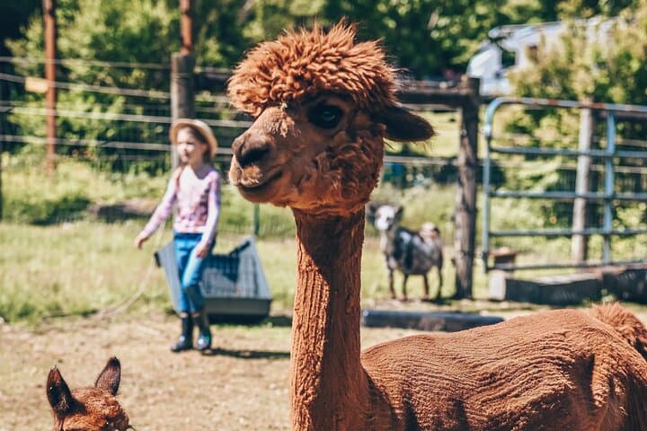 Seattle Alpaca Picnic: Immersive Farm Encounter Near Seattle photo 3
