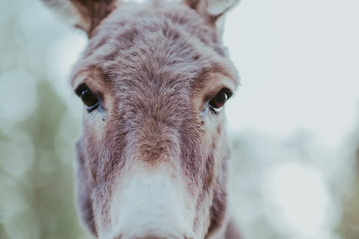 Seattle Alpaca Picnic: Immersive Farm Encounter Near Seattle photo 4