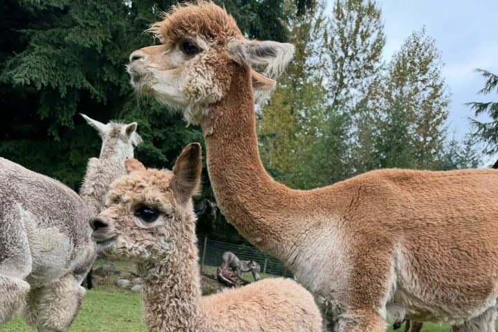 Seattle Alpaca Picnic: Immersive Farm Encounter Near Seattle photo 5