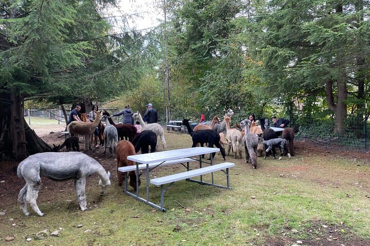 Seattle Alpaca Picnic: Immersive Farm Encounter Near Seattle photo 6