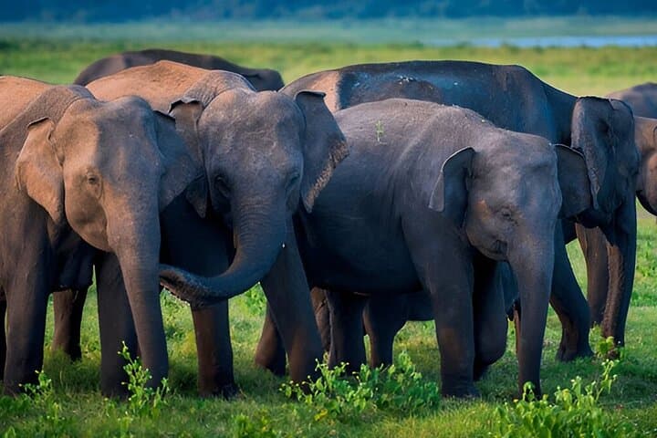 Ella to Galle Private Transfer with Udawalawe Safari — Day Trip Elephants & Colonial Galle photo 2