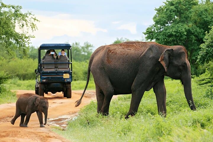 Ella to Galle Private Transfer with Udawalawe Safari — Day Trip Elephants & Colonial Galle photo 3