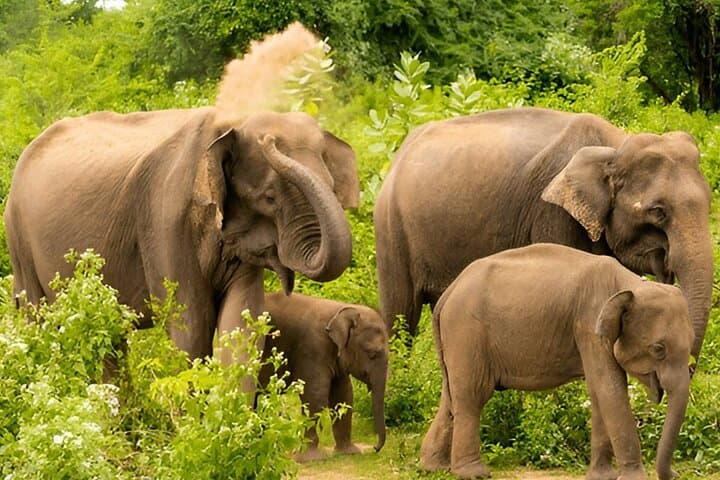 Ella to Galle Private Transfer with Udawalawe Safari — Day Trip Elephants & Colonial Galle photo 5