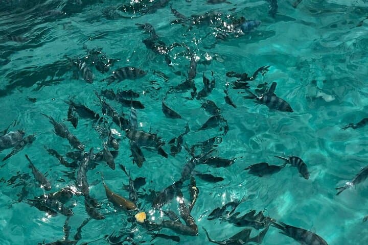 Blue Bay Marine Park & Ile aux 2 Cocos — Snorkel, Glass-Bottom Boat and Eau Bleue Waterfall (Lunch Included) photo 4