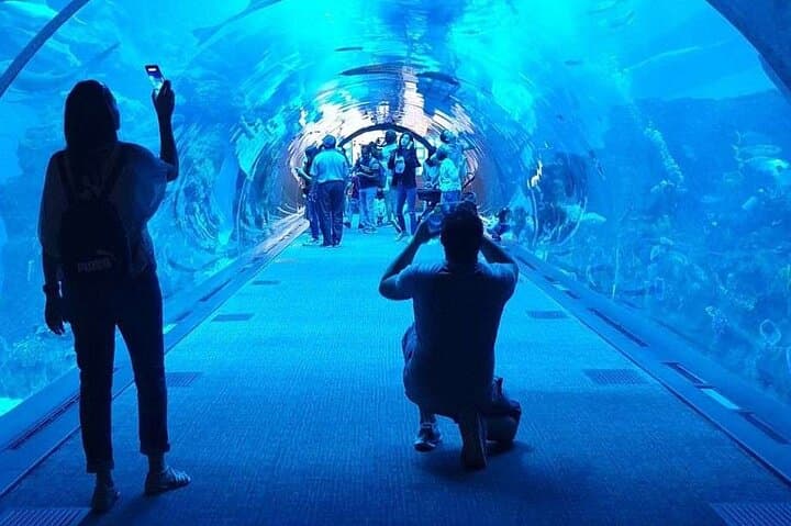 Inside Dubai Aquarium: Tunnel Walks, Penguin Cove & Glass-Bottom Boat photo 3
