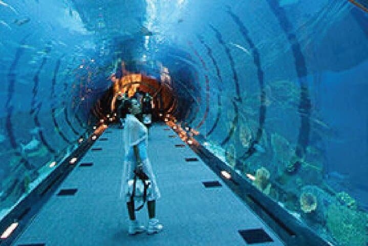 Inside Dubai Aquarium: Tunnel Walks, Penguin Cove & Glass-Bottom Boat photo 4