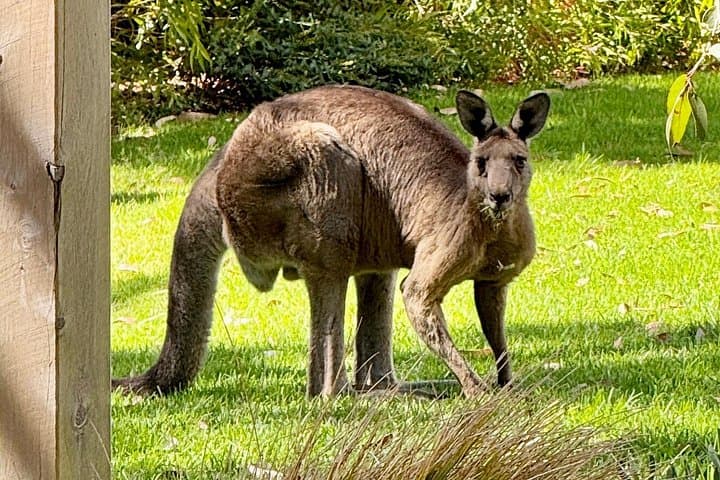 Great Ocean Road Luxury Private Day Tour — Twelve Apostles, Rainforest & Wildlife photo 2
