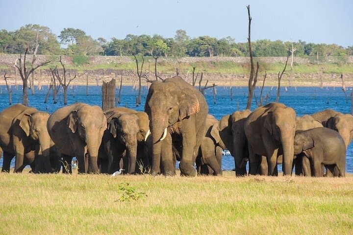 Sigiriya Safari: Minneriya or Kaudulla Half-Day Elephant Experience photo 3