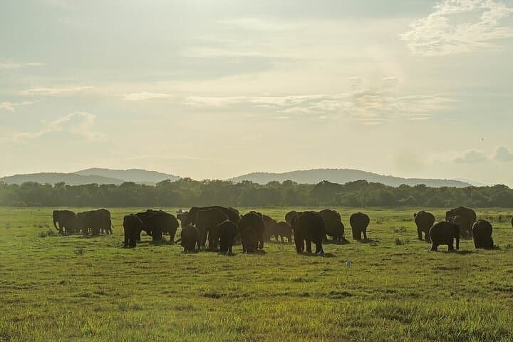 Sigiriya Safari: Minneriya or Kaudulla Half-Day Elephant Experience photo 6