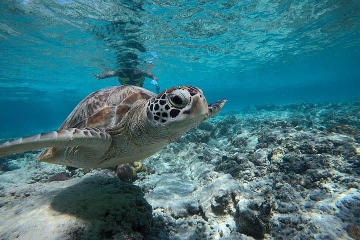 Gili Islands Snorkel Trip from Lombok: Swim with Turtles & Underwater Statues photo 4