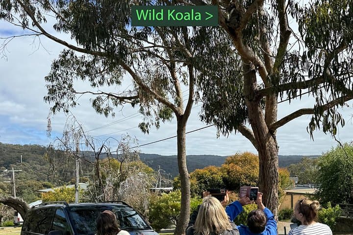 Great Ocean Road Luxury Private Day Tour — Twelve Apostles, Rainforest & Wildlife photo 3