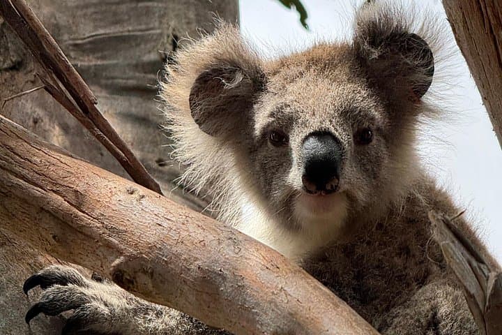 Great Ocean Road Luxury Private Day Tour — Twelve Apostles, Rainforest & Wildlife photo 4