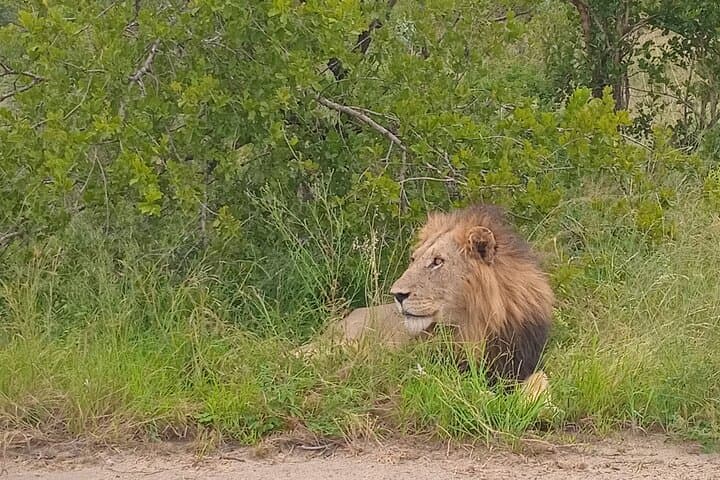 Kruger Park Safari from Maputo: One-Day Big Five Adventure