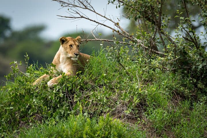 4-Day Akagera Safari and Gorilla Trekking in Volcanoes National Park photo 3