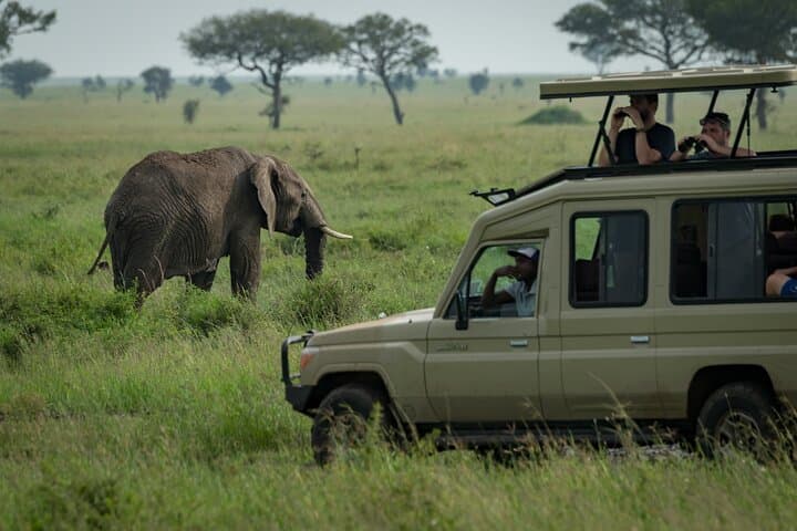 4-Day Akagera Safari and Gorilla Trekking in Volcanoes National Park