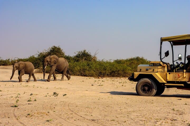 Chobe Riverfront Elephant Safari — 6-Hour Game Drive with Leon Safaris