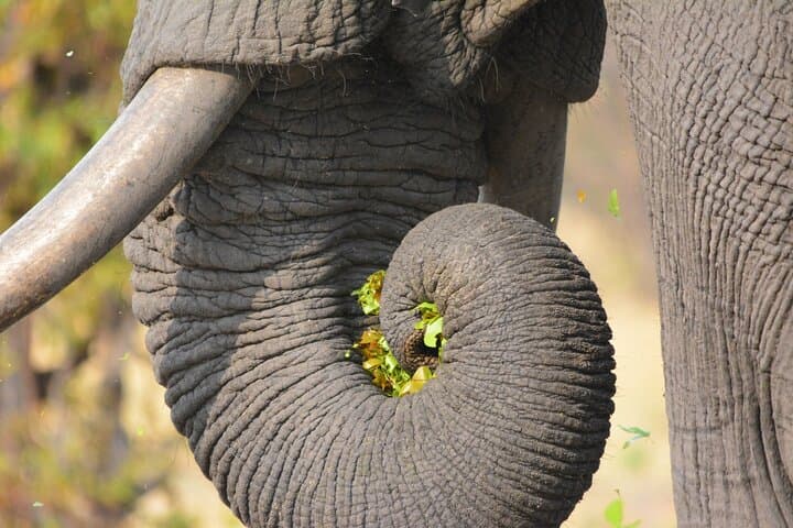 Chobe Riverfront Elephant Safari — 6-Hour Game Drive with Leon Safaris photo 2