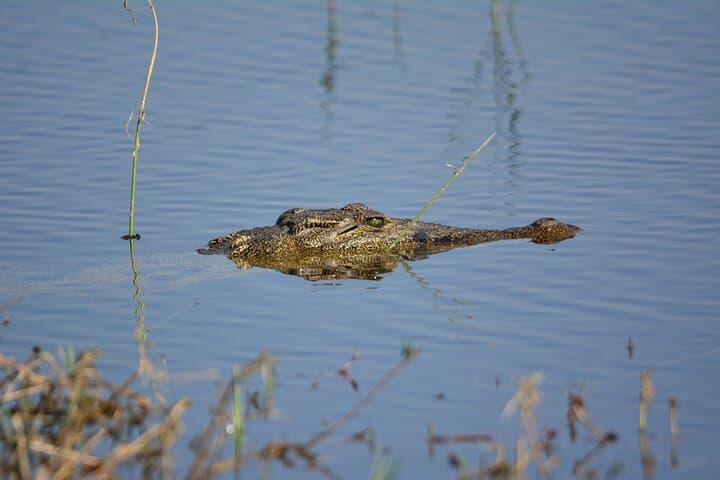 Chobe Riverfront Elephant Safari — 6-Hour Game Drive with Leon Safaris photo 3