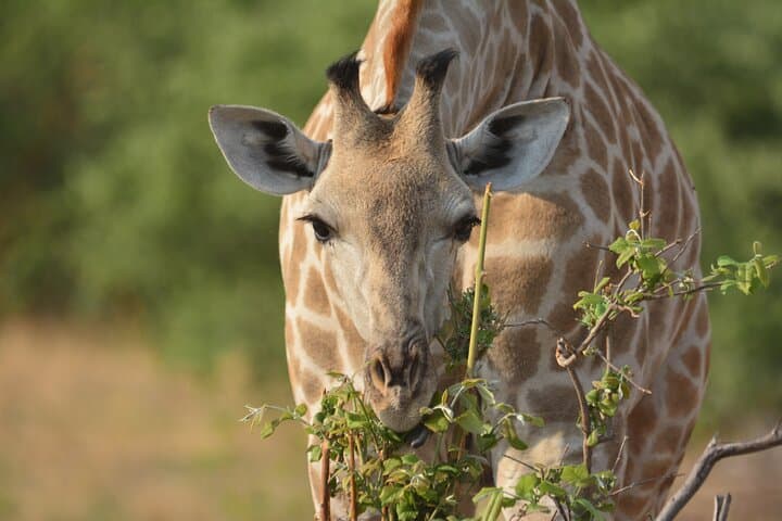 Chobe Riverfront Elephant Safari — 6-Hour Game Drive with Leon Safaris photo 4