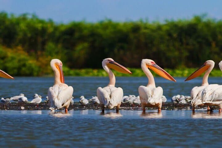 8-Day Transylvania and Danube Delta Adventure photo 2