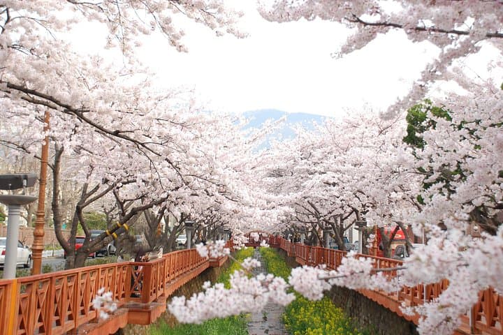 5-Day Private Korea Cherry Blossom Tour: Seoul, Nami, Sokcho & Busan photo 1