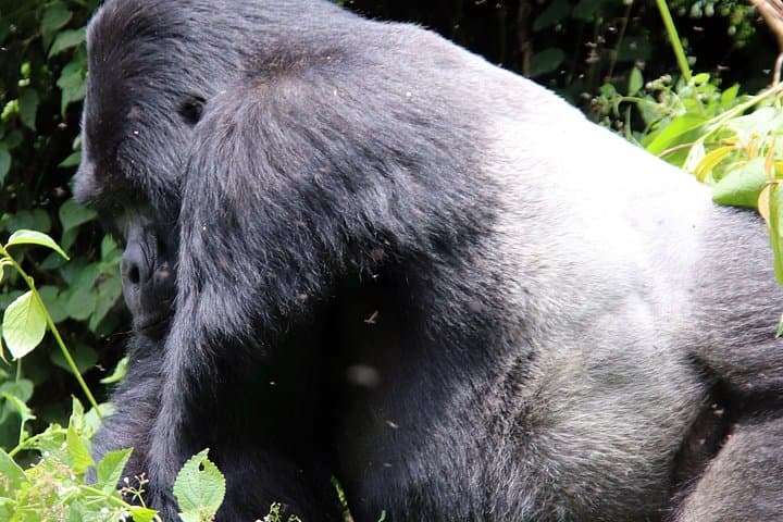 12-Day Uganda Big 5 Safari: Chimpanzee & Gorilla Trekking from Kampala to Bwindi photo 1