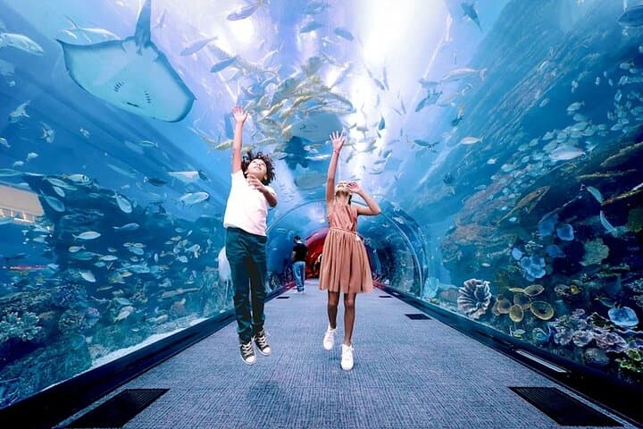 Explore Dubai Aquarium & Underwater Zoo: Penguin Cove and the 10-Million-Litre Tank