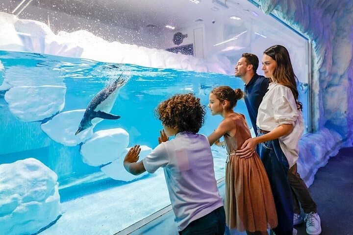 Explore Dubai Aquarium & Underwater Zoo: Penguin Cove and the 10-Million-Litre Tank photo 2