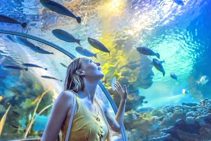Explore Dubai Aquarium & Underwater Zoo: Penguin Cove and the 10-Million-Litre Tank photo 4