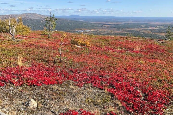 Conquer Katkatunturi: Guided Fell Hike from Levi, Lapland photo 3