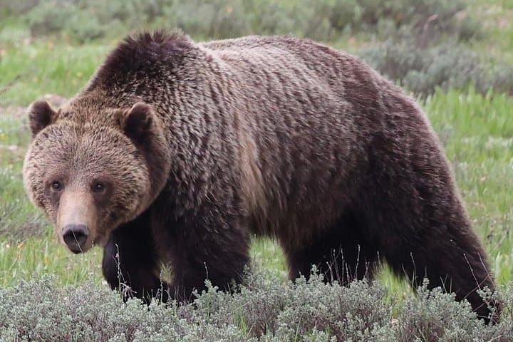 Yellowstone Lower Loop Full-Day Tour: Old Faithful, Grand Prismatic & Grand Canyon photo 1