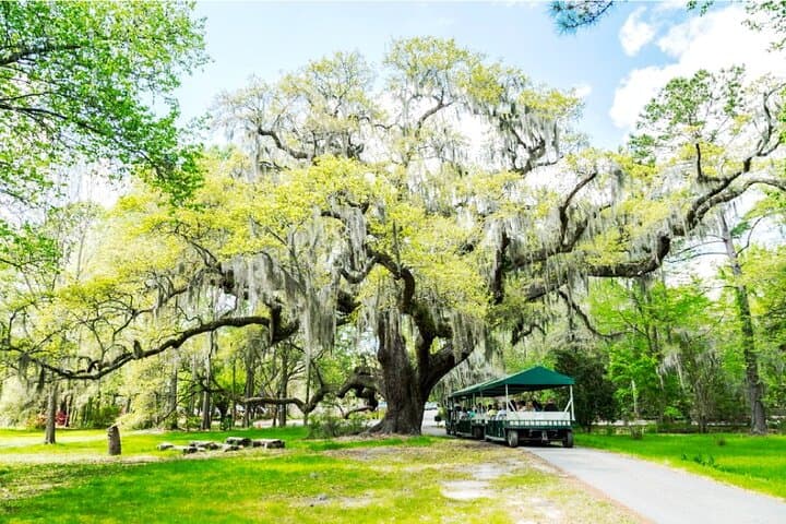 Exploring Magnolia Plantation: Charleston’s Premier Historical and Nature Experience photo 6