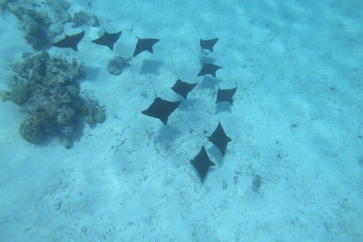 Half-Day Bora Bora Snorkel with Rays, Mantas & Coral Gardens photo 5