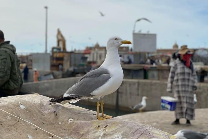 Essaouira Day Trip from Marrakech: Coastal Charm and Medina Discovery photo 5