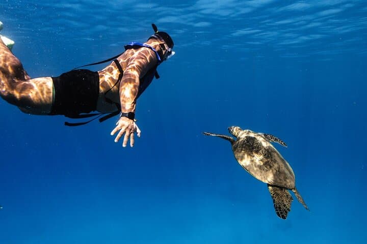 Waikiki Turtle Canyon Snorkel — Turtles Guaranteed photo 5