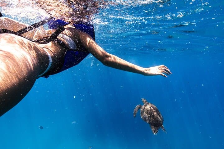 Waikiki Turtle Canyon Snorkel — Turtles Guaranteed photo 6
