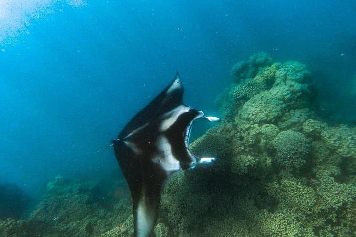 Full-Day Bora Bora Immersion: Snorkel Rays, Coral Garden & Motu Culture photo 4