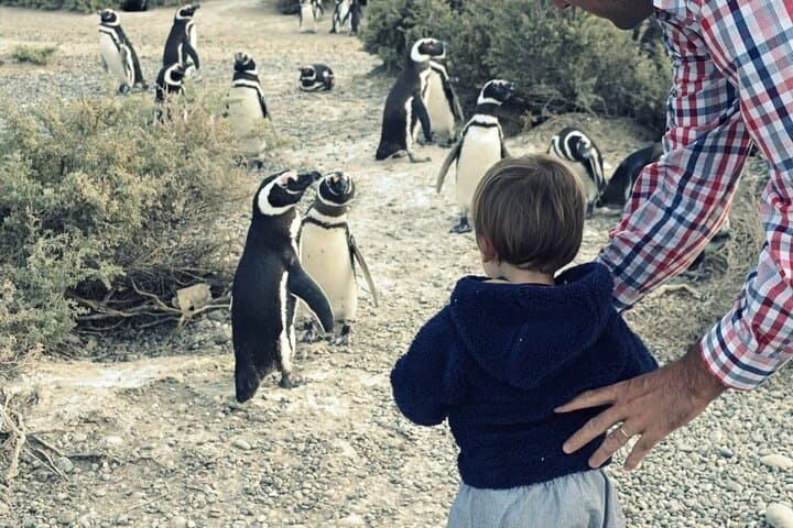 Private Punta Tombo Penguin Tour: Day Trip from Trelew photo 4