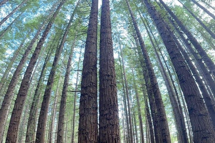 Rotorua Day Trip from Auckland: Te Puia, Redwood Forest & Hell’s Gate Spa photo 5