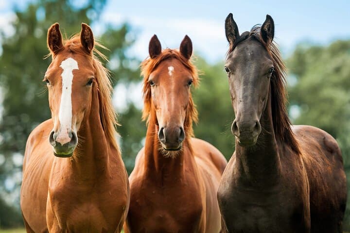 Santa Barbara Horseback Riding and Wine Tasting Tour