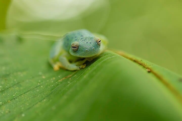 La Fortuna Rainforest Guided Night Walk: Night Wildlife in Arenal Fields photo 5