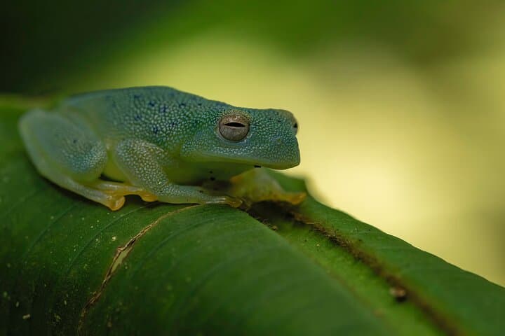 La Fortuna Rainforest Guided Night Walk: Night Wildlife in Arenal Fields photo 4