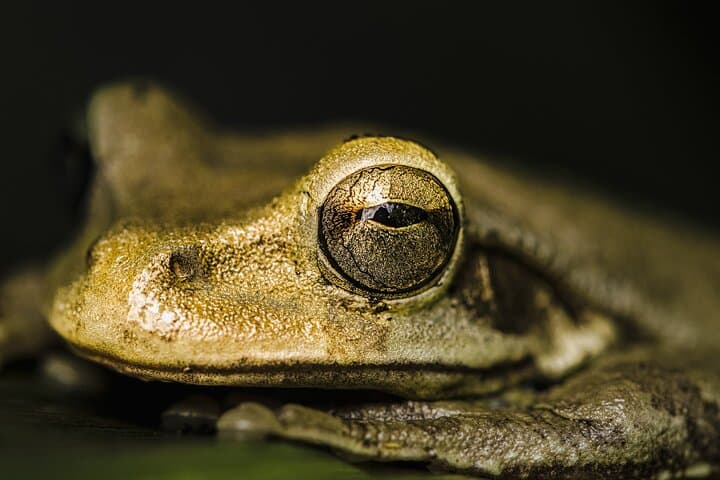 La Fortuna Rainforest Guided Night Walk: Night Wildlife in Arenal Fields photo 6