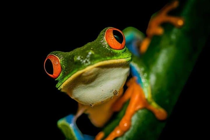 La Fortuna Rainforest Guided Night Walk: Night Wildlife in Arenal Fields photo 2