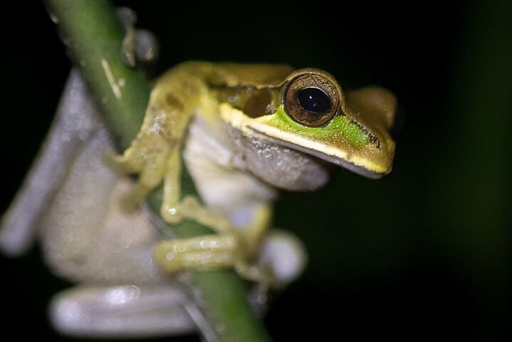 La Fortuna Rainforest Guided Night Walk: Night Wildlife in Arenal Fields