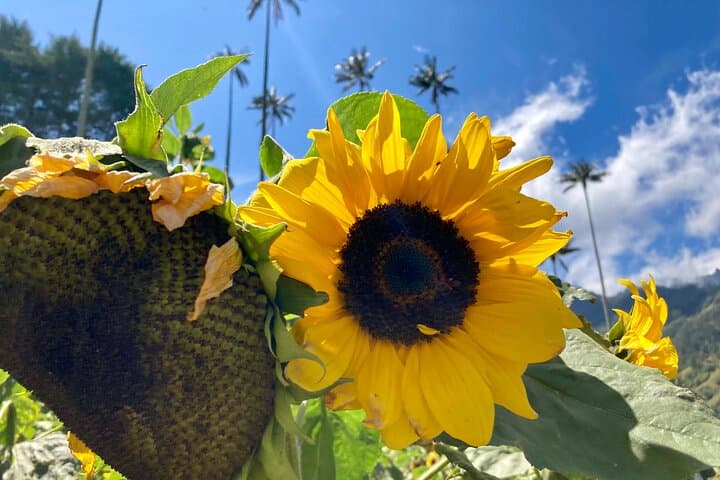 Cocora Valley & Salento Coffee Farm: Private Full-Day Tour from Salento photo 3