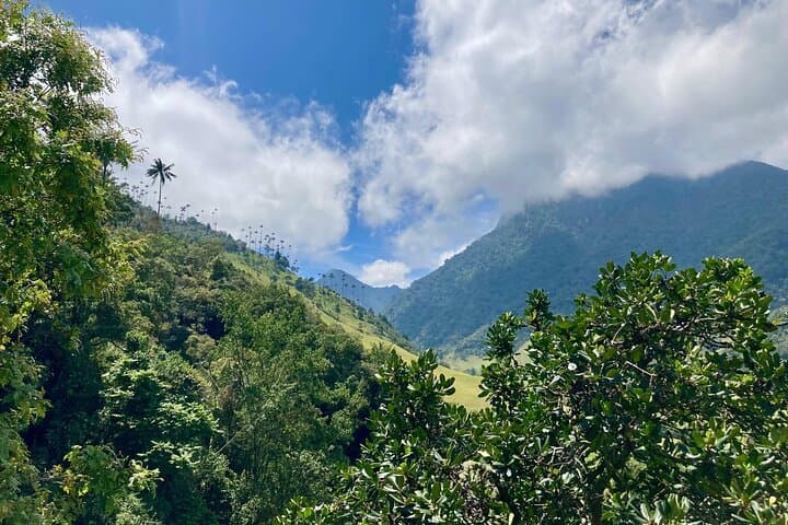 Cocora Valley & Salento Coffee Farm: Private Full-Day Tour from Salento photo 5